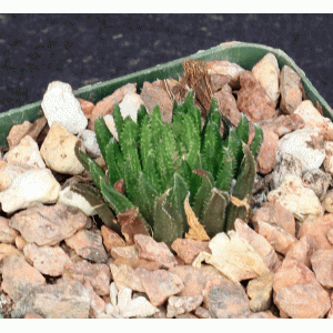 Haworthia maraisii var. meiringii (Abbey Garden) 3-inch pots