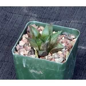 Haworthia mirabilis var. beukmannii (VA 5979) 4-inch pots
