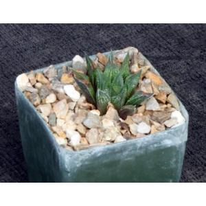 Haworthia mirabilis var. paradoxa (GM 305) 4-inch pots