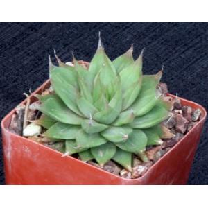 Haworthia mucronata var. mucronata (JDV 92-55) 4-inch pots