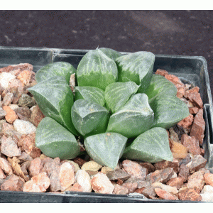 Haworthia mutica var. mutica (otzenii, VA4326) 5-inch pots