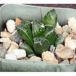 Haworthia cv Muy Bueno 2-inch pots