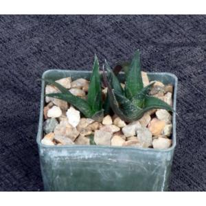 Haworthia nigra var. nigra (Andresberg, Namibia) 3-inch pots