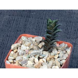 Haworthia nigra var. nigra (black clone) 4-inch pots