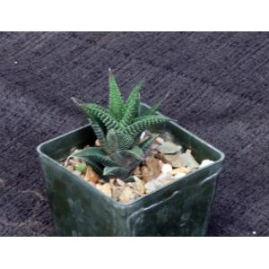Haworthia nigra (elongata) 3-inch pots