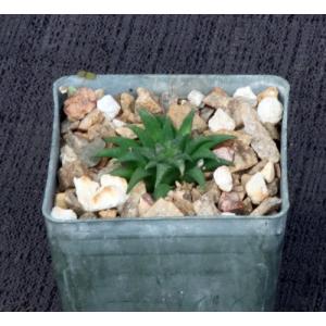 Haworthia parksiana (GM 284) 3-inch pots