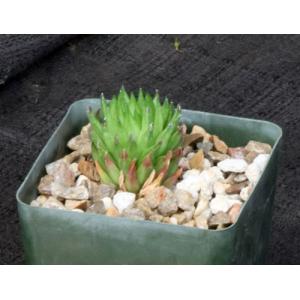 Haworthia pulchella var. globifera (Ladismith, RSA) 4-inch pots