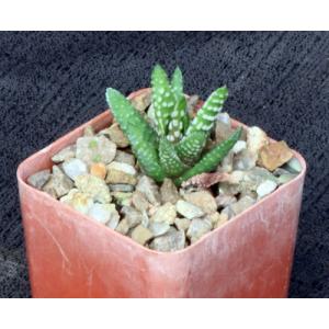Haworthia pumila (Swellendam) 3-inch pots