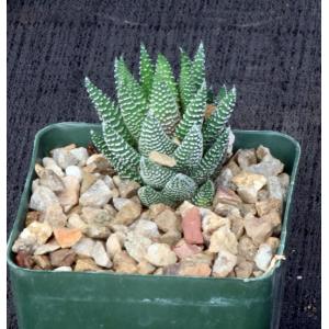 Haworthia reinwardtii var. brevicula 4-inch pots