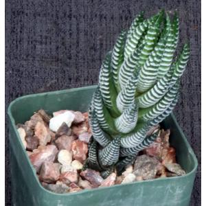 Haworthia reinwardtii fm zebrina (GM 294) 3-inch pots