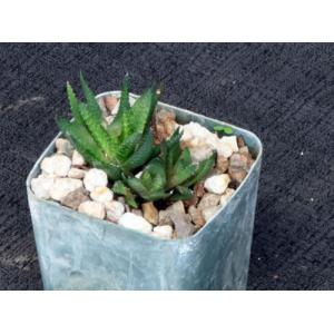 Haworthia scabra var. scabra (JDV 95/17) 3-inch pots