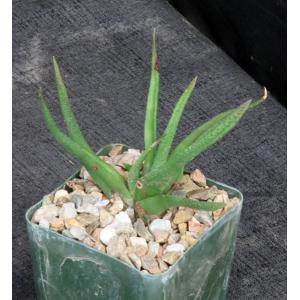 Haworthia scabra var. morrisiae 4-inch pots