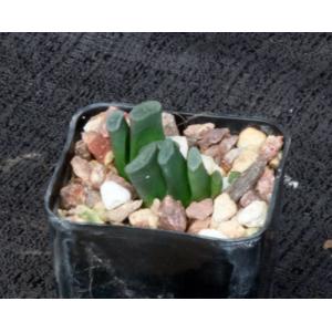 Haworthia truncata var. truncata 2-inch pots