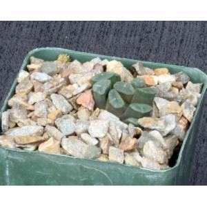 Haworthia truncata var. congesta 4-inch pots