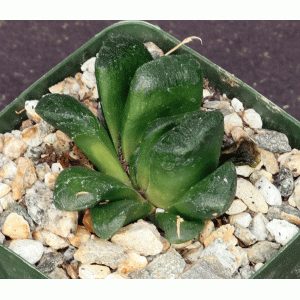 Haworthia truncata cv Lime Green 4-inch pots