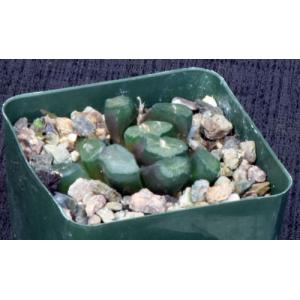 Haworthia truncata var. maughanii 4-inch pots