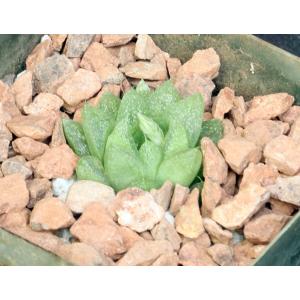 Haworthia turgida var. pallidifolia 4-inch pots