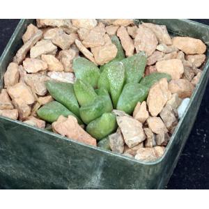 Haworthia turgida var. suberecta (Brandwag) 3-inch pots