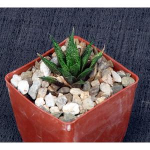 Haworthia variegata var. variegata (MBB 7101)3-inch pots