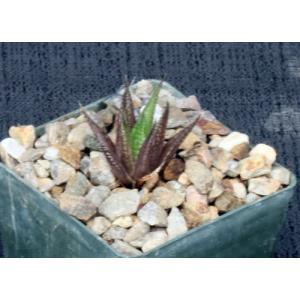 Haworthia variegata var. petrophila (JDV 86/67) 3-inch pots