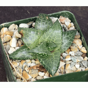 Haworthia venosa var. tessellata cv Dorothy Pasek 4-inch pots