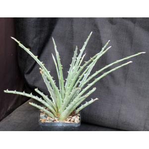 Hechtia sp. (569) 5-inch pots