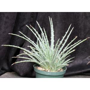 Hechtia sp. (569) 8-inch pots