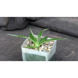 Hechtia sp. (Bustamonte, MX) 4-inch pots