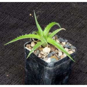 Hechtia sp. (Bustamonte, MX) 2-inch pots