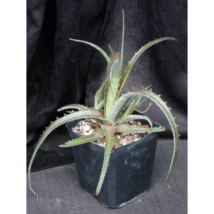 Hechtia sp. (Nizande, Oxaca) one-gallon pots