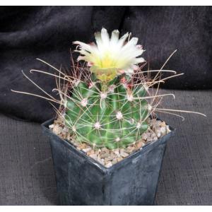 Hamatocactus davisii 5-inch pots