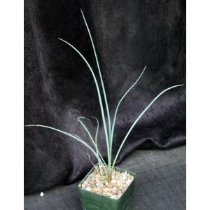 Hesperaloe parviflora 4-inch pots
