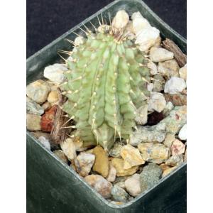 Hoodia parviflora 3-inch pots