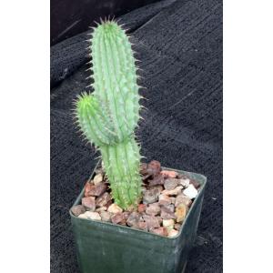 Hoodia parviflora 3-inch pots