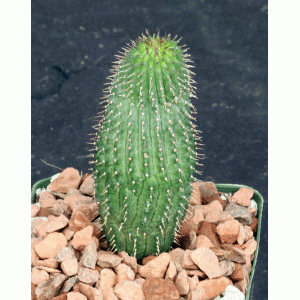 Hoodia pilifera var. pilifera 4-inch pots