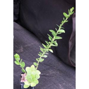Hoya cummingiana 2-inch pots