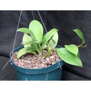 Hoya carnosa cv Dee’s Big One 8-inch pots