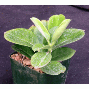 Hoya pachyclada 4-inch pots