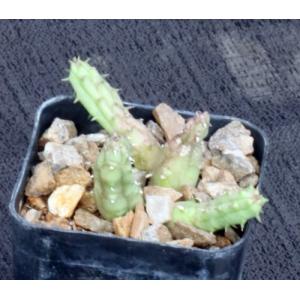 Huernia procumbens 2-inch pots