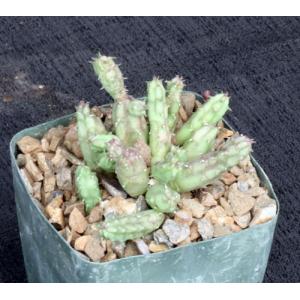 Huernia procumbens 4-inch pots