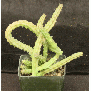 Huernia schneideriana 3-inch pots