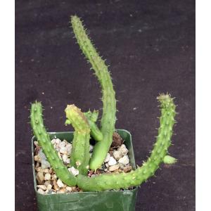 Huernia schneideriana 4-inch pots