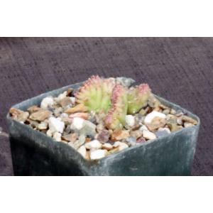 Huernia thuretii (crest) 4-inch pots