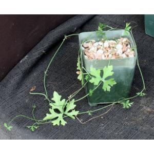 Ibervillea tenuisecta 4-inch pots