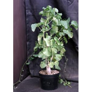 Ipomoea albivinia 8-inch pots