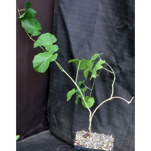 Ipomoea albivinia one-gallon pots