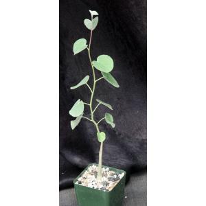 Ipomoea teotitlanica 4-inch pots