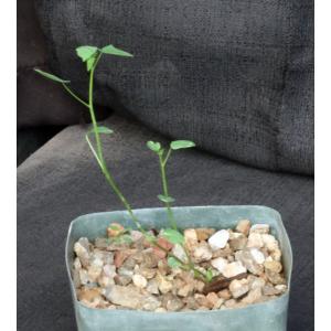 Jarilla heterophylla (JS 1979) 5-inch pots