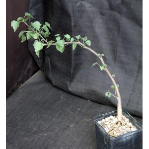Jatropha cardiophylla 5-inch pots