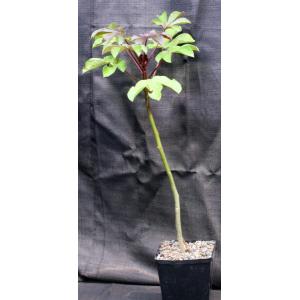 Jatropha gossypiifolia one-gallon pots